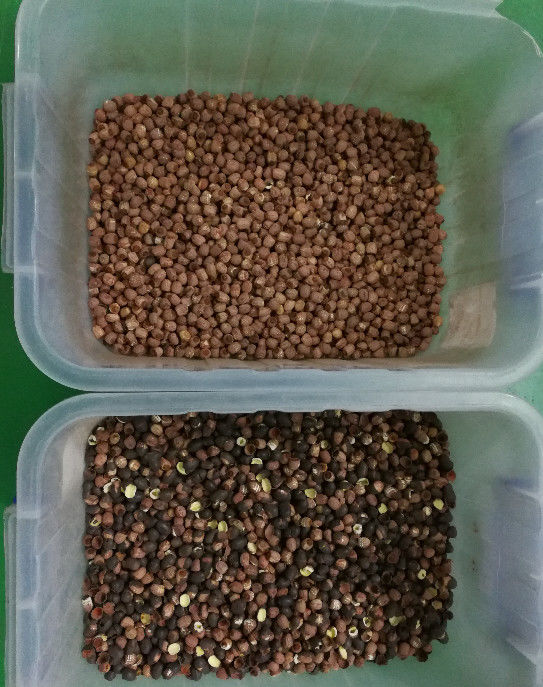 Sistema de adquisición de imagen largo del CCD de Lotus Seeds Color Sorter With 5400Pixel del curso de la vida