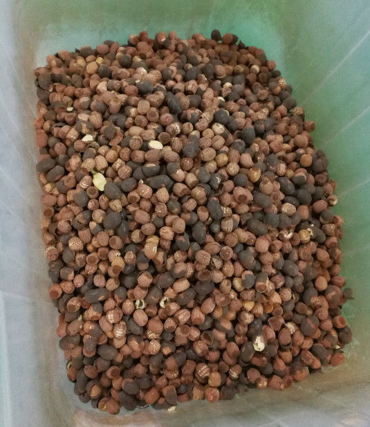 Sistema de adquisición de imagen largo del CCD de Lotus Seeds Color Sorter With 5400Pixel del curso de la vida