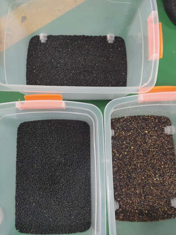 Clasificador amplio del color de las habas de riñón de la alta capacidad con la cámara CCD del RGB