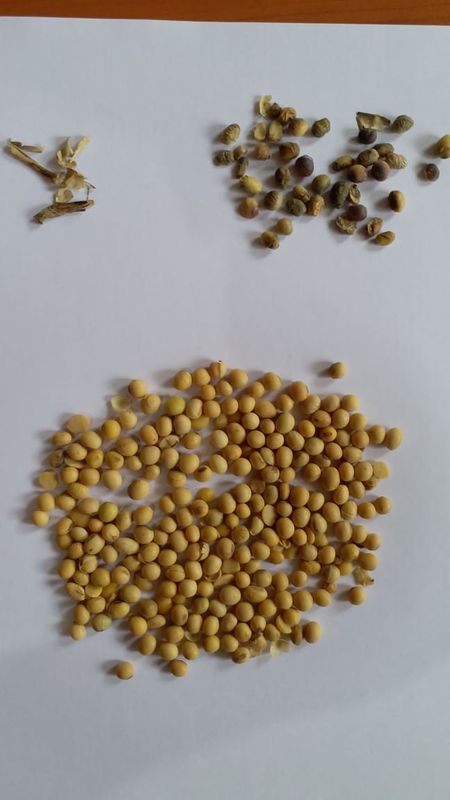 Clasificador amplio del color de las habas de riñón de la alta capacidad con la cámara CCD del RGB