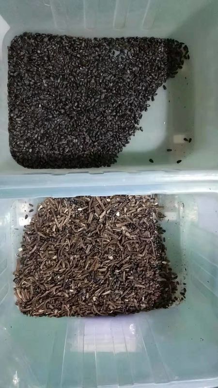 WENYAO Sunflower Seed Color Sorter, maquinaria de la planta de tratamiento de la semilla 7T/h