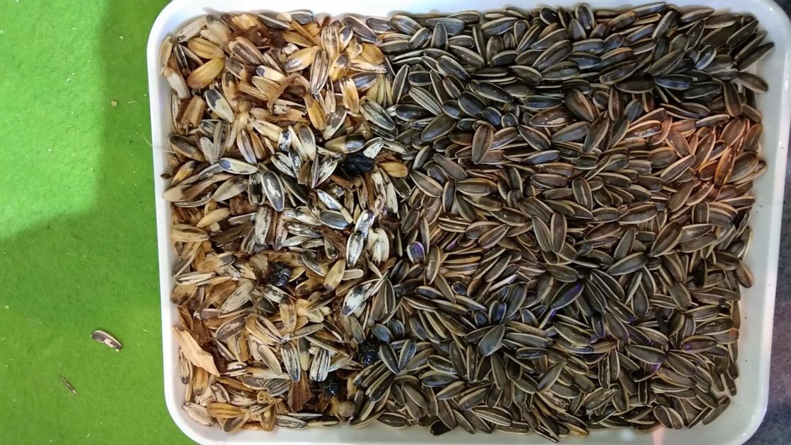 WENYAO Sunflower Seed Color Sorter, maquinaria de la planta de tratamiento de la semilla 7T/h