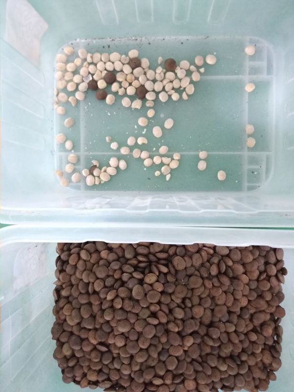 4T/H Sacha Inchi Bean Sorting Machine con alta exactitud de clasificación