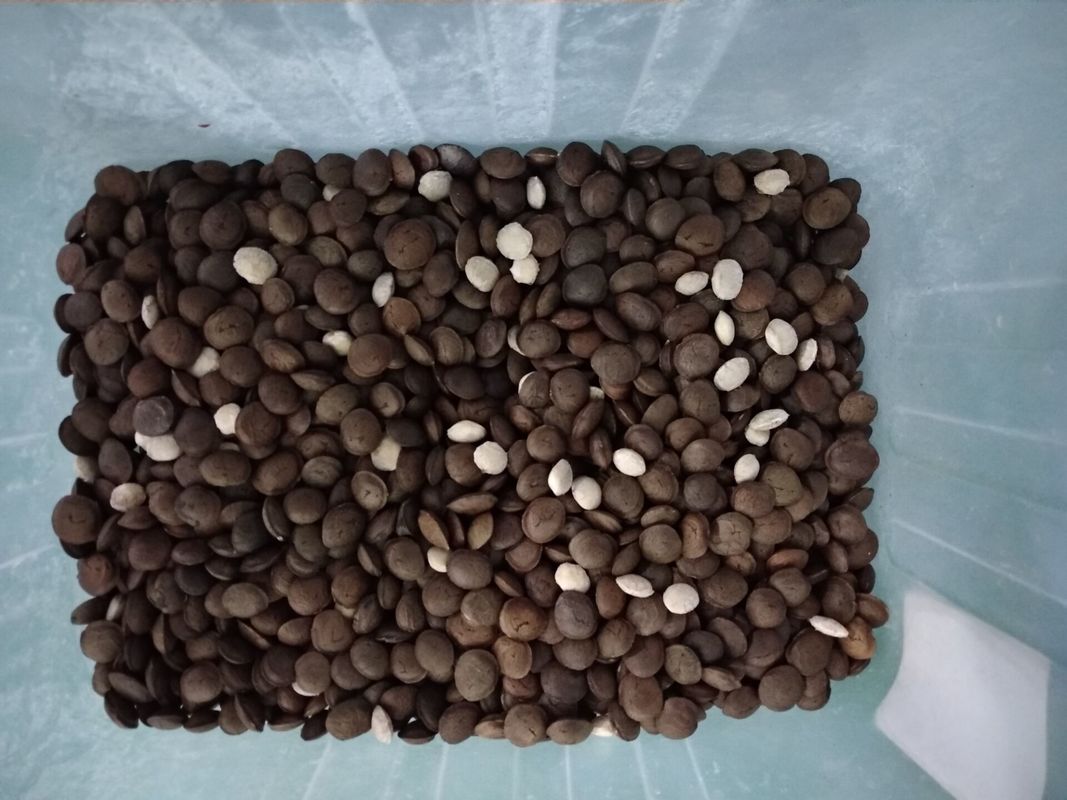 4T/H Sacha Inchi Bean Sorting Machine con alta exactitud de clasificación
