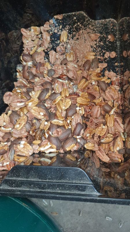 Las nueces 7T/H colorean el clasificador, 7 canales inclinados 448 canalizan la pacana que clasifica el equipo
