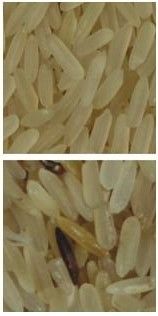 Cámara inteligente del CCD color de 2 de los canales inclinados del arroz del color Digitaces del clasificador