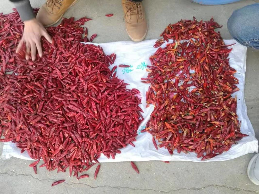 WENYAO Inoxidable 304 Alimentos variedades de chile Separación de chile Control de calidad clasificador de color para clasificar el chile rojo