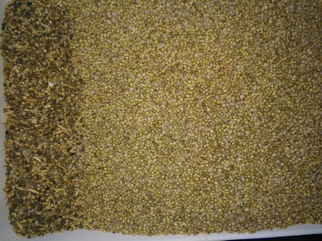 Poder de TAIWÁN Meanwell del clasificador del color de la semilla de coriandro con garantía de 2 años