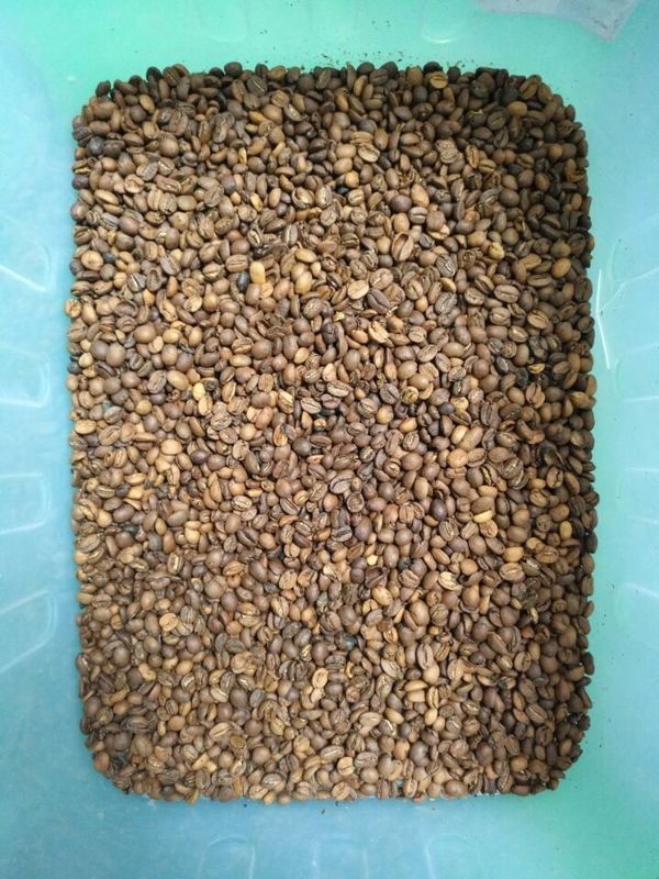 WENYAO Beans Sorting Machine, clasificador ISO9001 del color del café de la lenteja