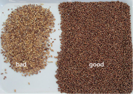 2 habas de alta tecnología del grano del trigo del maíz de los canales inclinados colorean el café Bean Color Selector del clasificador