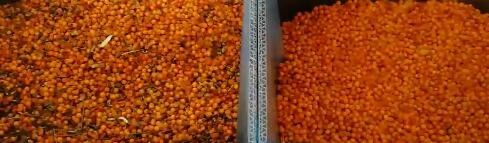 2 habas de alta tecnología del grano del trigo del maíz de los canales inclinados colorean el café Bean Color Selector del clasificador