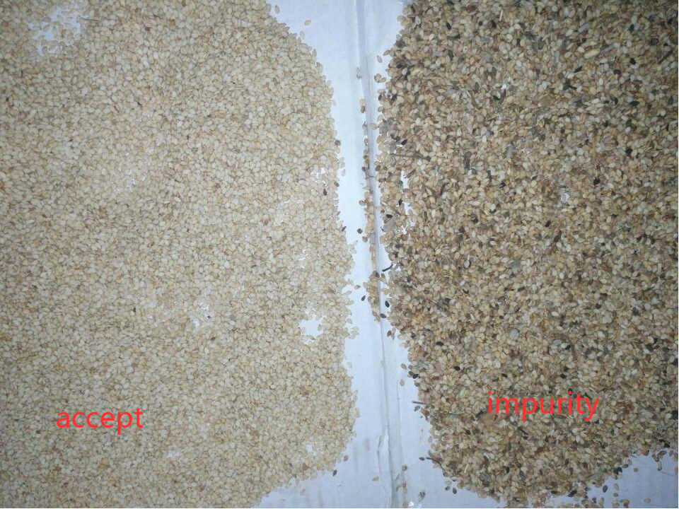 Exactitud 5000kg/H del clasificador del color de la semilla de sésamo de 5 canales inclinados alta
