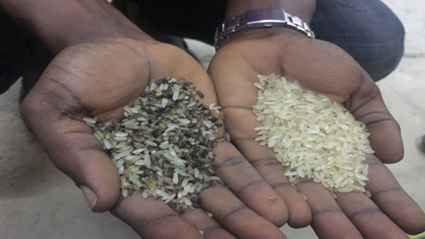 Clasificadora del arroz de los canales inclinados de la alta precisión 2 con el sensor del CCD óptico