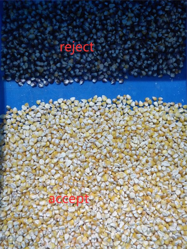2 clasificador del color de maíz de Toshiba HD de los canales inclinados para las habas del grano del trigo