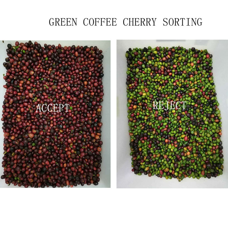 Clasificador automático de granos de color, máquina clasificadora de granos de café, separador multifuncional para soja, lentejas, garbanzos