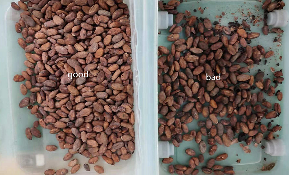 Tipo clasificadora de la correa de los granos de cacao de 1.5Kw con la alta cámara CCD del pixel