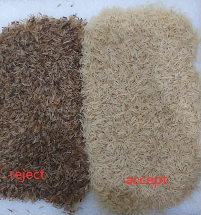 1 pequeña exactitud de clasificación cocida a medias del clasificador del color del arroz del canal inclinado alta