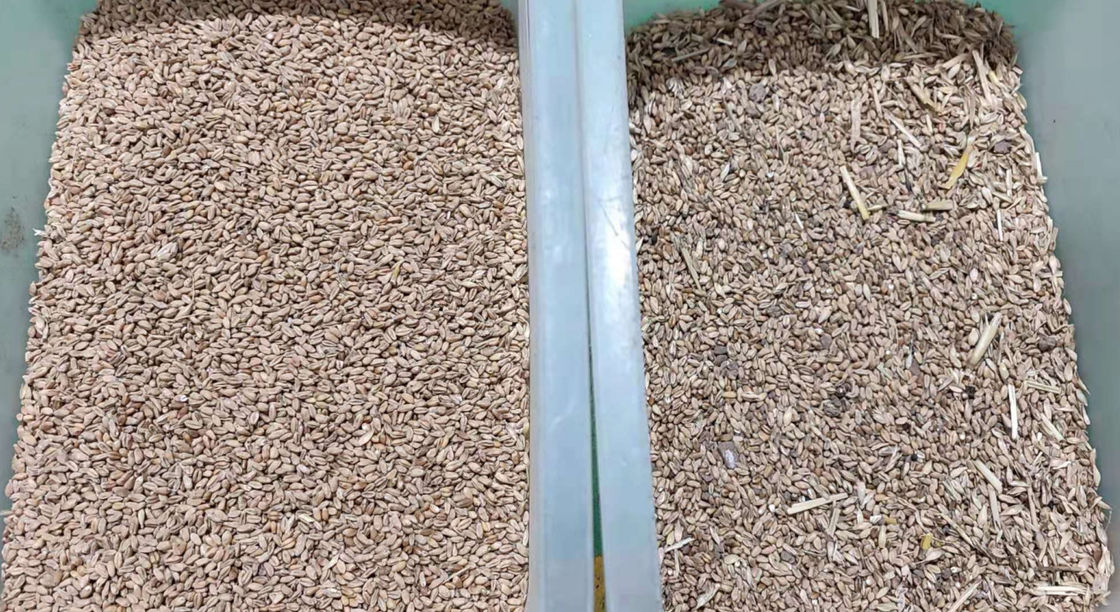Sortador de colores de trigo de mini 1 chute óptico con CCD de alta precisión