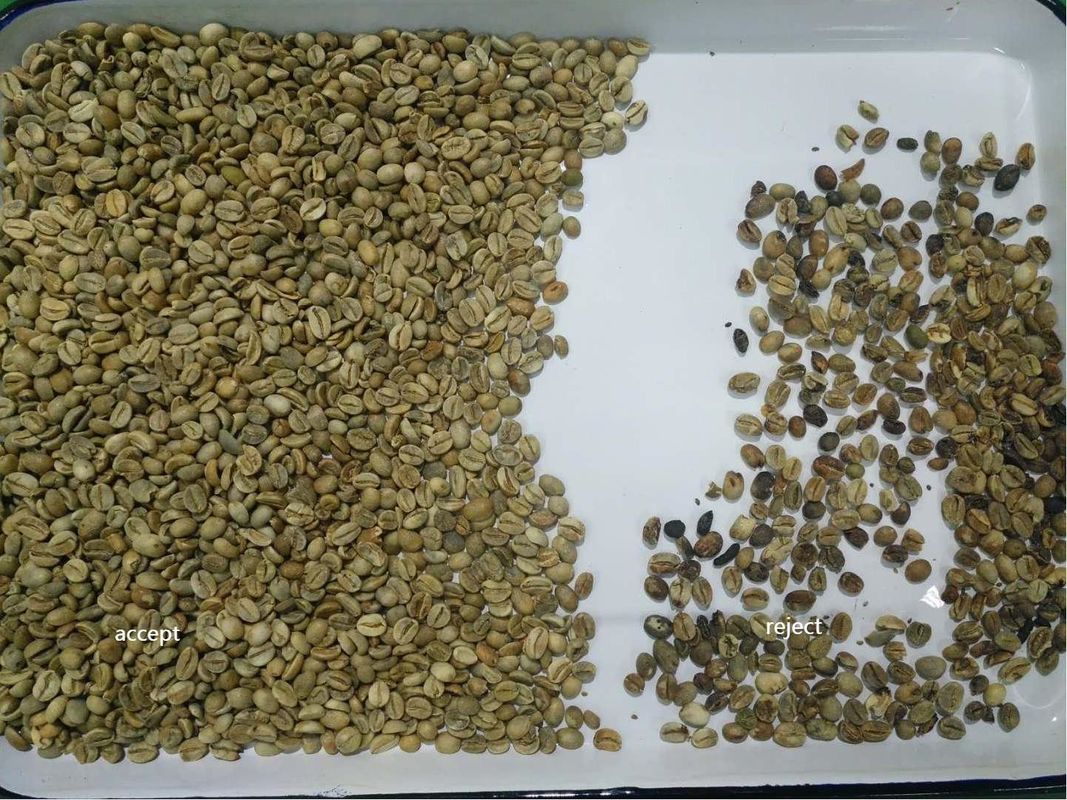 Clasificadora de Mini Smart Coffee Beans Nut con 32 canales Nir Sensor