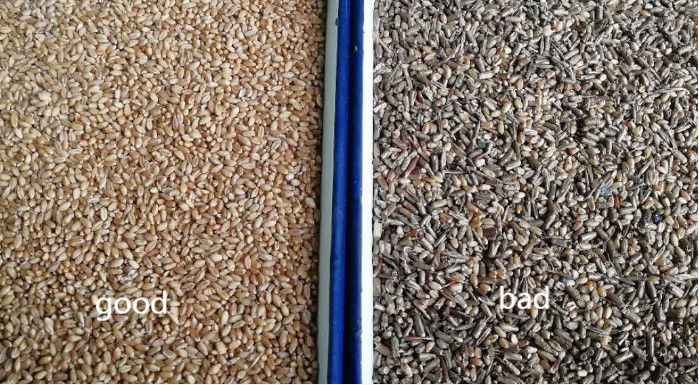 Quinua inteligente de la avena del trigo del clasificador del color del alforfón que separa las cámaras inclinadas 6 de la máquina 3