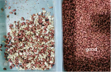 8 nueces del cacahuete de la almendra de los canales inclinados colorean la fuente de alimentación de Meanwell de la clasificadora