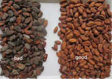 1 CCD del RGB de la producción de Sorte del color de la correa de los granos de cacao de Ton/H