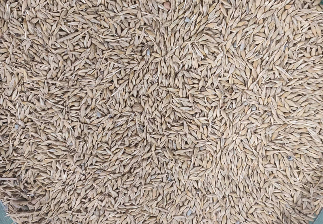 Máquina del clasificador del grano de WENYAO High Precision Wheat Corn con capacidad superior