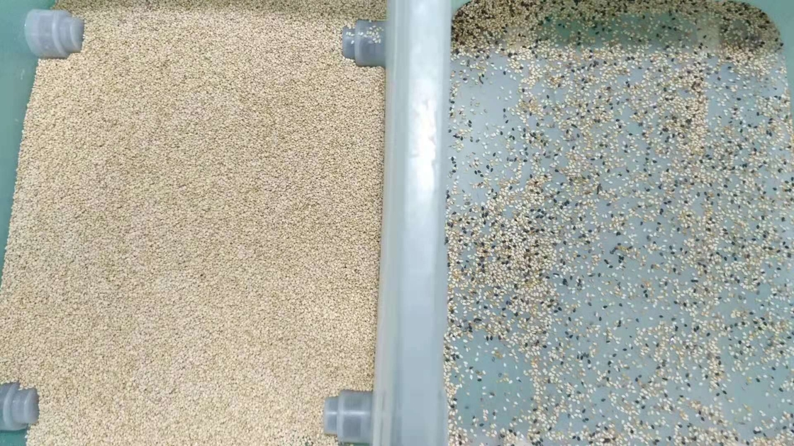 Clasificadora del color de la pimienta del sésamo con el certificado del CE