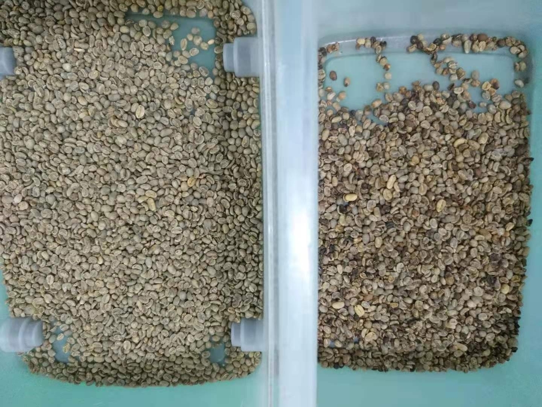 Café computacional automático Bean Color Sorter Mini 32 canales