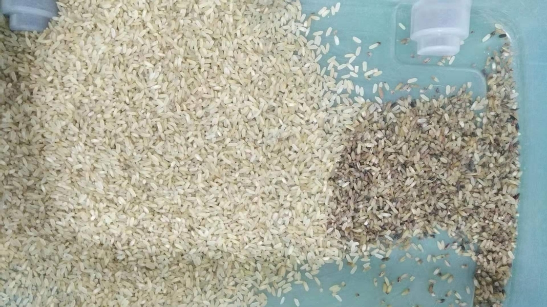 1 pequeña exactitud de clasificación cocida a medias del clasificador del color del arroz del canal inclinado alta