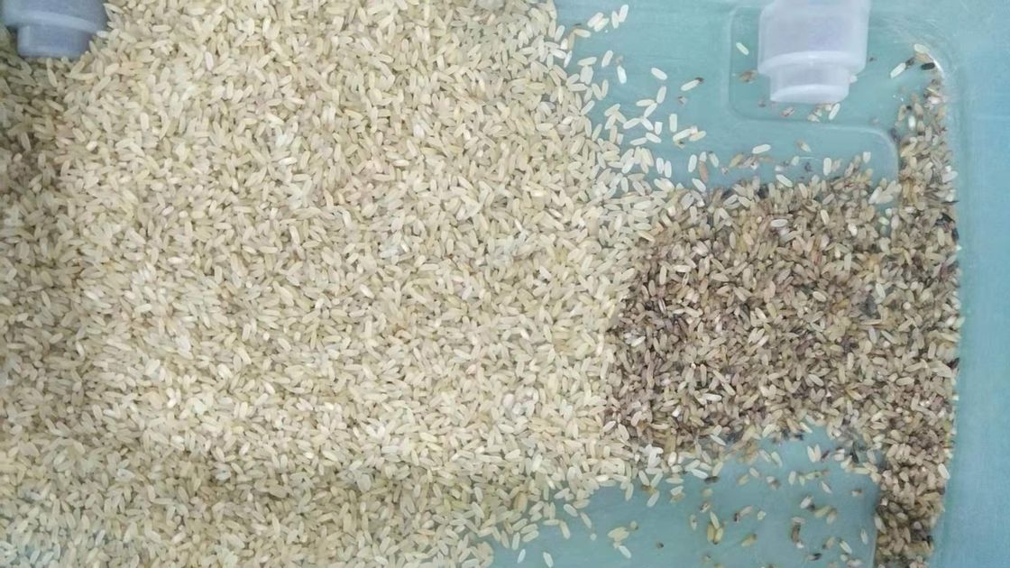 Canales de la máquina 32 del CCD Mini Brown Rice Color Sorting