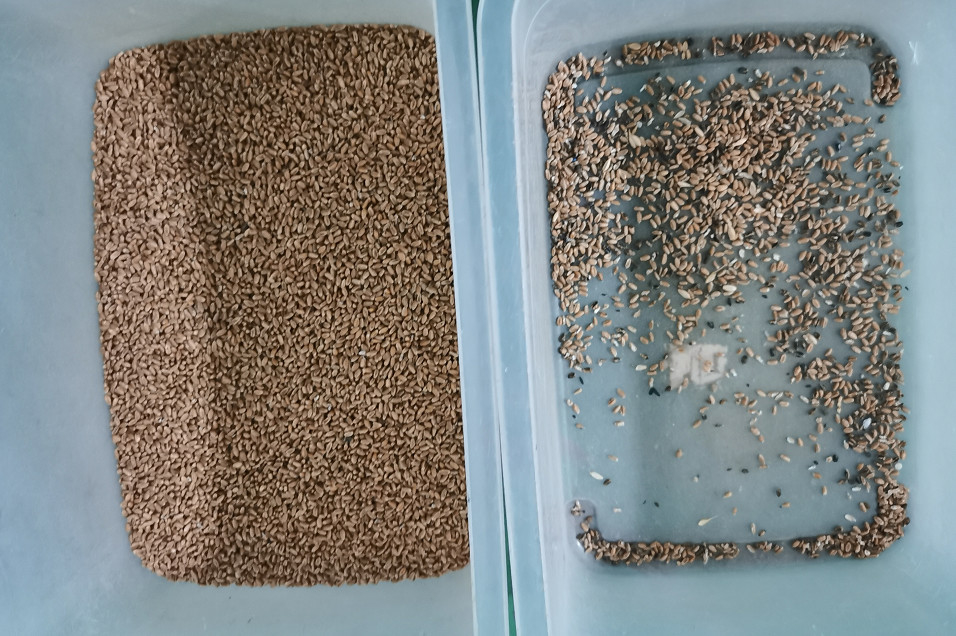 Clasificador óptico del color del grano para los canales del separador 512 del graduador del trigo