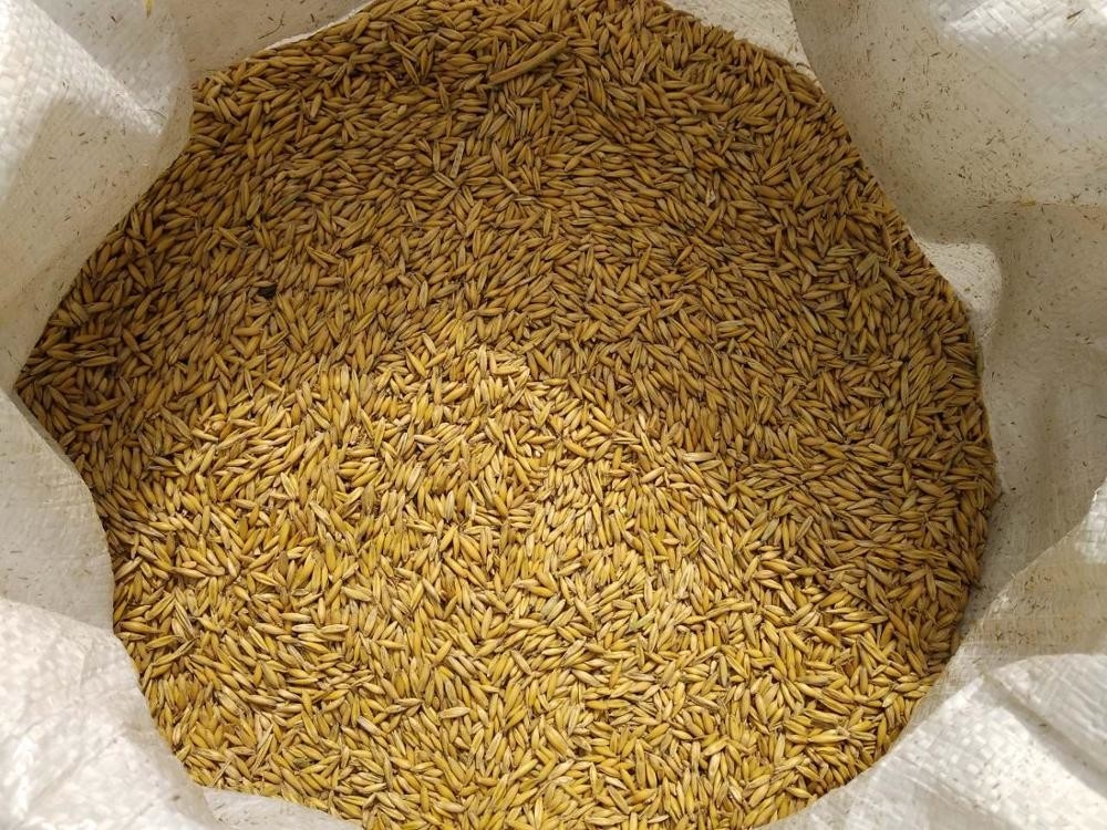 La máquina 7 del clasificador del color del trigo de la avena canaliza 2 años de garantía