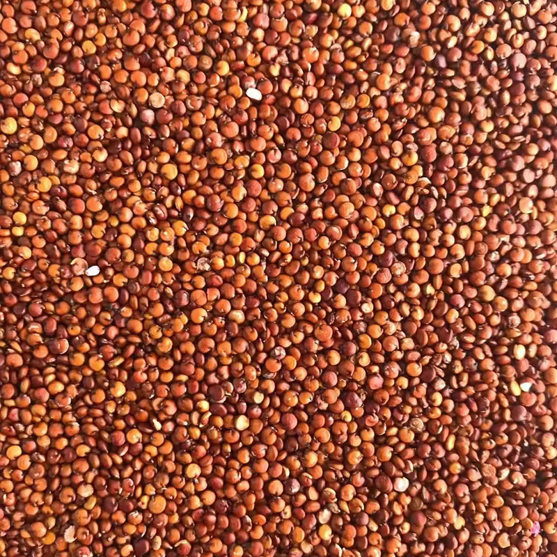 Canal inclinado de la máquina 1 del clasificador del color del trigo de la quinoa del CCD del LED pequeño