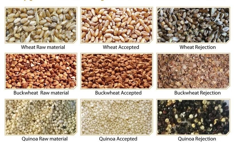 Clasificador 5 Ton/H del color del grano de Rye de la cebada del trigo con la cámara CCD