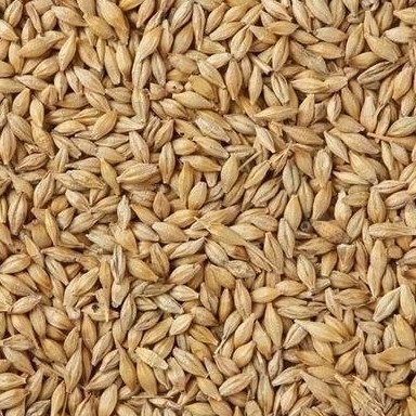 Máquina baja del clasificador del color del grano del trigo de la alta capacidad de la venta directa Sumption de la fábrica