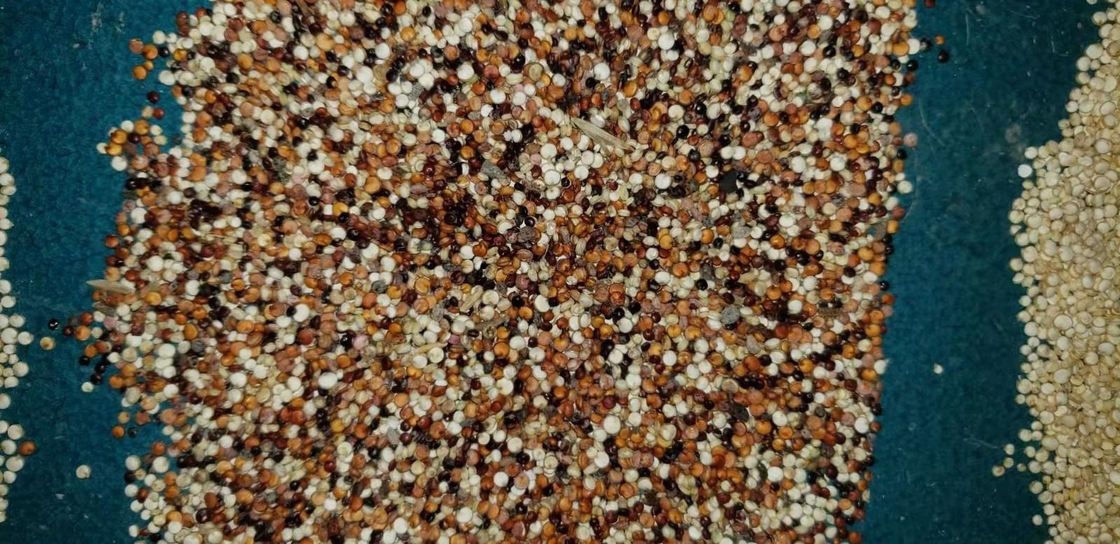 Máquina inteligente china del separador del CCD del clasificador del color de los granos del cacahuete