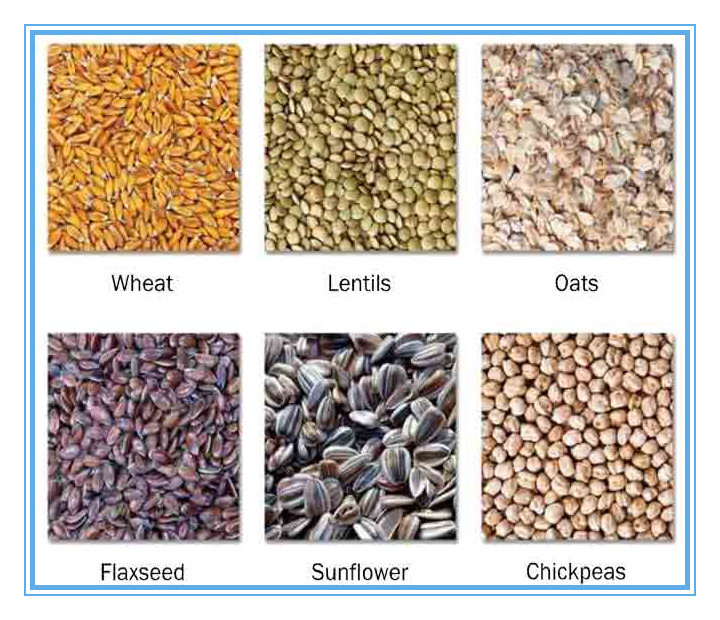 Clasificador del color del grano del CCD LED de WENYAO High Technologhy con 10 canales inclinados 540 canales