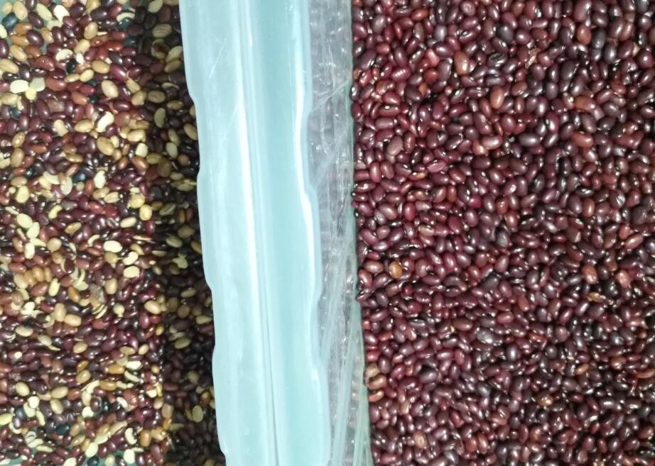 Alta capacidad Bean Green Bean Color Sorter amarillo automático de 4 canales inclinados popular en los E.E.U.U.
