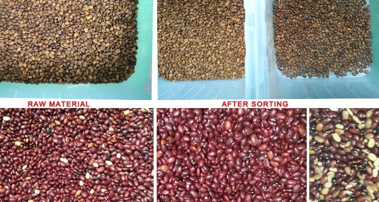Alta capacidad Bean Green Bean Color Sorter amarillo automático de 4 canales inclinados popular en los E.E.U.U.