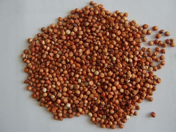 Clasificador del color de las habas del maíz del arroz del grano del CCD LED de WENYAO Wholesale pequeño caliente en Ploland