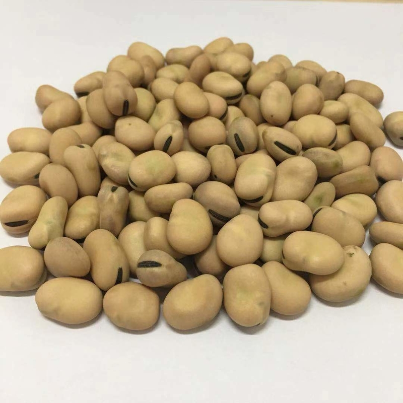 Máquina multifuncional original del clasificador del color de la venta directa de la fábrica de China para las tierras de labrantío