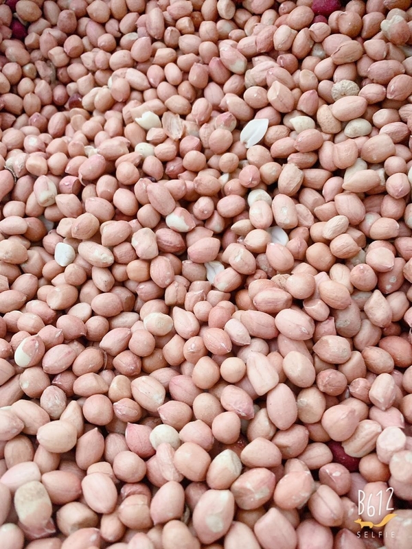 El CCD LED peló los canales inclinados del clasificador 5 del color de las nueces del cacahuete 320 canales