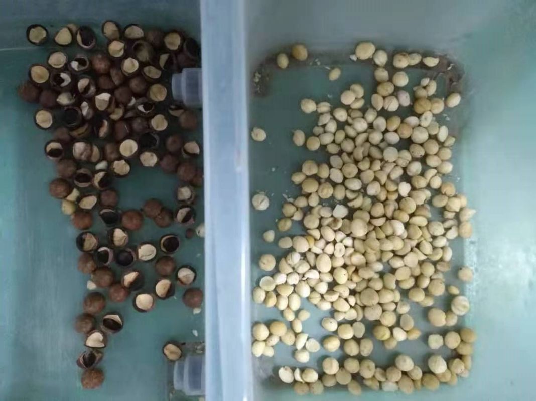 Canales inclinados pelados del CCD 5 de la clasificadora del color de la pasa de la nuez de la almendra del cacahuete