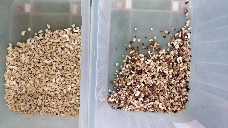 Canales inclinados pelados del CCD 5 de la clasificadora del color de la pasa de la nuez de la almendra del cacahuete