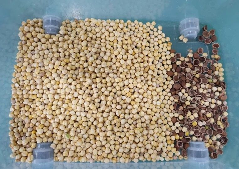 Canales inclinados pelados del CCD 5 de la clasificadora del color de la pasa de la nuez de la almendra del cacahuete