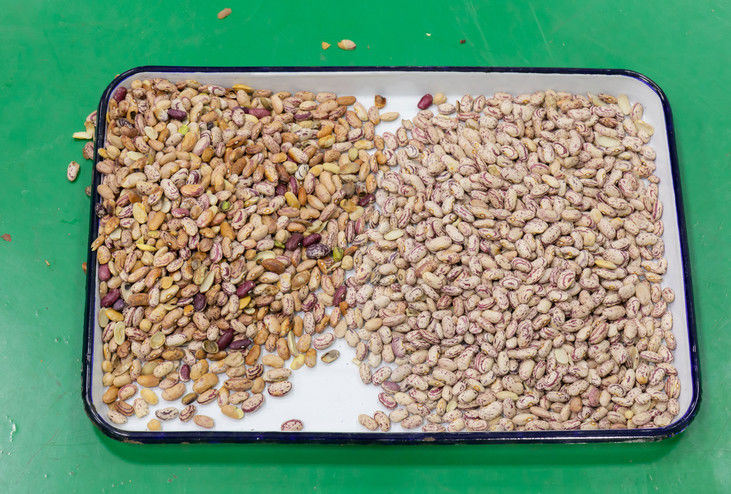 Canales inclinados pelados del CCD 5 de la clasificadora del color de la pasa de la nuez de la almendra del cacahuete