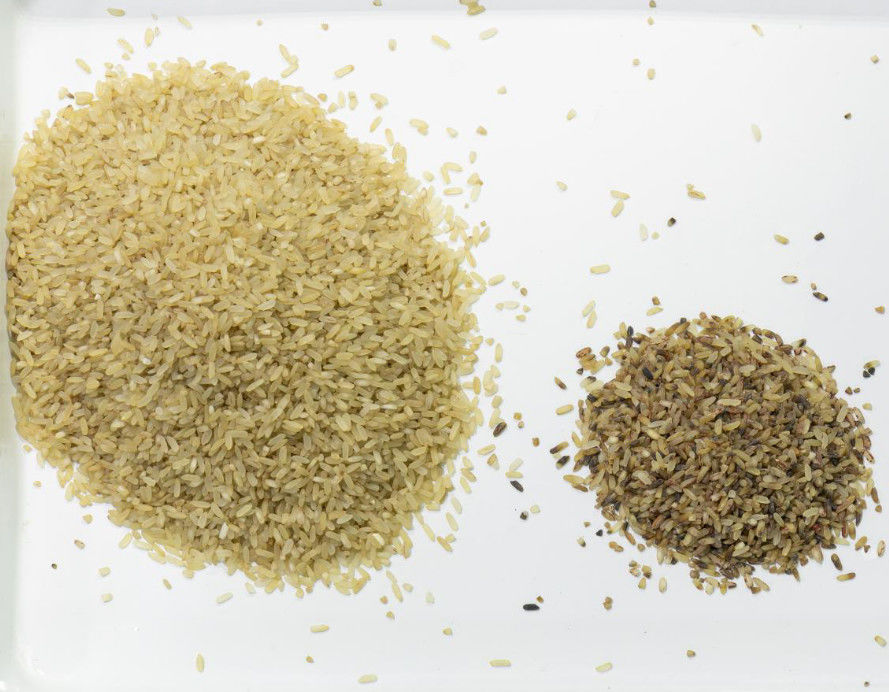 Color óptico del clasificador del color del arroz del CCD Carame de Wenyao que clasifica la máquina negra del clasificador del color del arroz