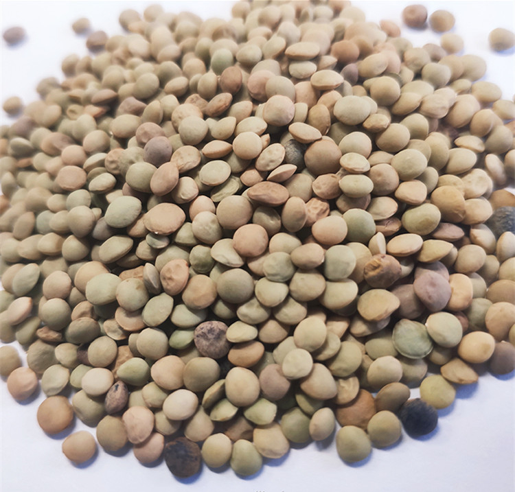 Computación automática del maíz de la quinoa del trigo del arroz del clasificador multifuncional del color