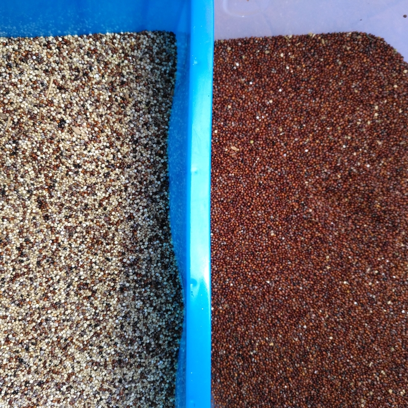 Precisión de la máquina del clasificador de Paddy Corn Soybean Grain Color del trigo alta